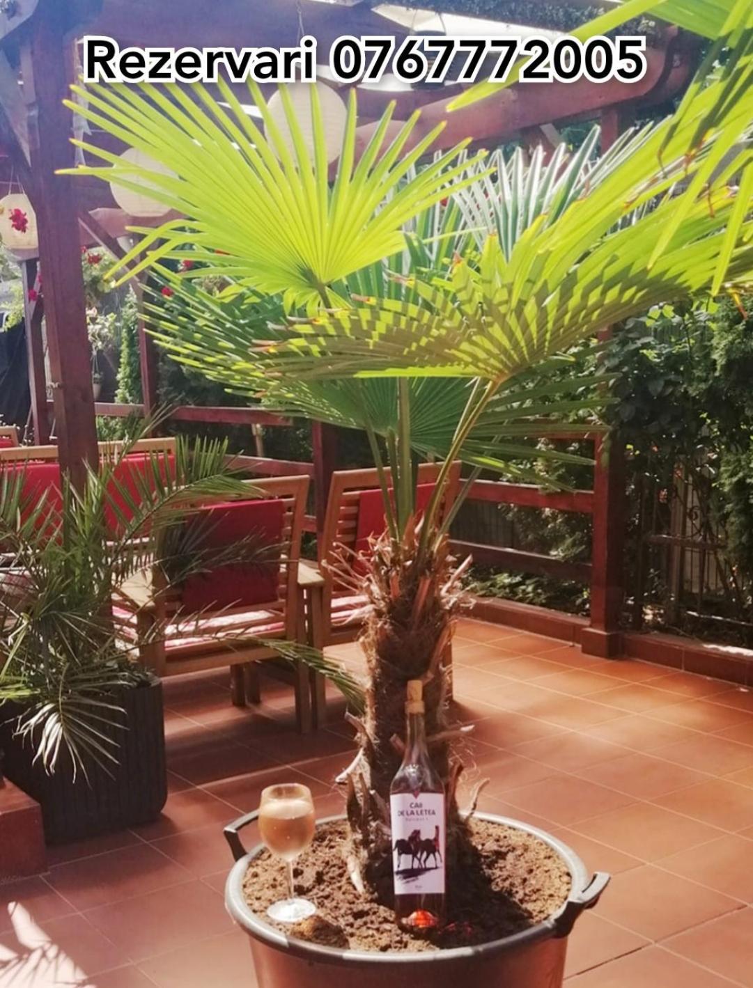 Vila Floarea Etiquette Costinesti Bagian luar foto